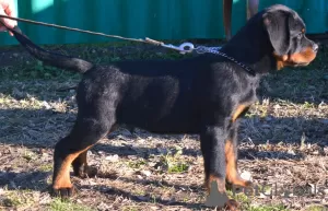 Photo №4. Je vais vendre rottweiler en ville de Werbass.  - prix - négocié