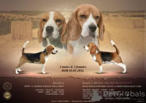 Photos supplémentaires: Beagle femelle à vendre