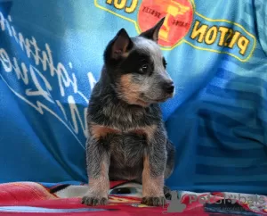 Photos supplémentaires: Chiots bouvier australien