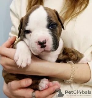 Photos supplémentaires: Chiots bouledogue américain à vendre