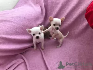 Photo №1. chihuahua - à vendre en ville de Bucharest | Gratuit | Annonce №15533