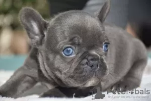 Photo №4. Je vais vendre bouledogue en ville de Würzburg. annonce privée - prix - 320€