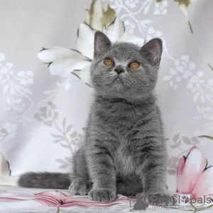 Photo №2 de l'annonce № 12128 de la vente british shorthair - acheter à Fédération de Russie de la fourrière