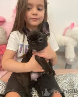 Photo №4. Je vais vendre bouledogue en ville de Bielefeld. annonce privée - prix - 404€