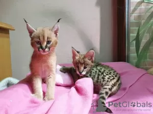 Photos supplémentaires: chatons savannah , serval et caracal