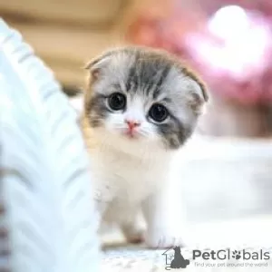 Photo №1. scottish fold - à vendre en ville de Berlin | 300€ | Annonce № 110823