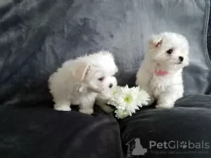 Photo №1. bichon maltais - à vendre en ville de Vantaa | Gratuit | Annonce №96951