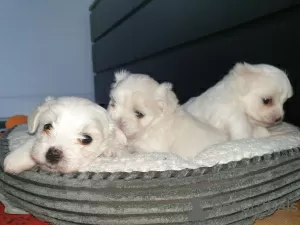 Photo №1. bichon maltais - à vendre en ville de Uppsala | Gratuit | Annonce №98599