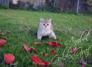 Photo №2 de l'annonce № 7878 de la vente british shorthair - acheter à Fédération de Russie de la fourrière