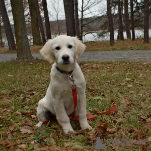 Photos supplémentaires: Golden retriever