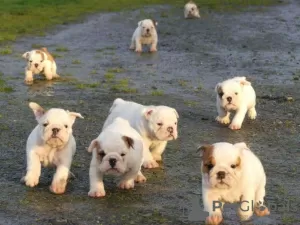 Photo №3. 9 chiots Bulldogs Anglais, 5 femelles et 4 mâles disponible.. Belgique