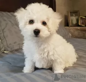 Photo №1. bichon à poil frisé - à vendre en ville de Saint-Pétersbourg | négocié | Annonce №42818