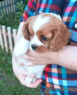 Photo №3. Chiot Cavalier King Charles Spaniel fille. Fédération de Russie