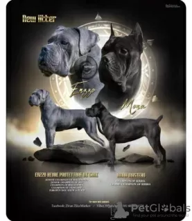 Photo №2 de l'annonce № 108505 de la vente cane corso - acheter à Serbie 