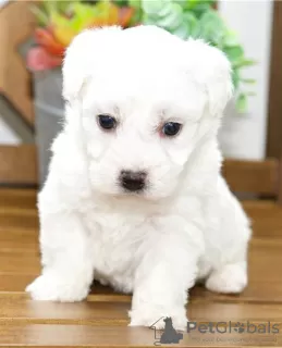 Photo №2 de l'annonce № 25290 de la vente bichon à poil frisé - acheter à Italie éleveur