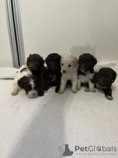 Photos supplémentaires: Chiots Lagotto Romagnolo