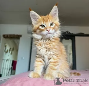 Photo №4. Je vais vendre maine coon en ville de Thayngen. annonce privée - prix - 400€