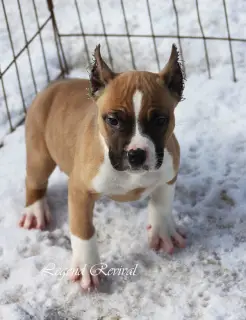 Photos supplémentaires: Chiots Amstaff de ritomnik