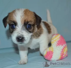 Photo №1. jack russell terrier - à vendre en ville de Москва | négocié | Annonce №45136