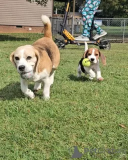 Photo №2 de l'annonce № 127387 de la vente beagle - acheter à Allemagne annonce privée