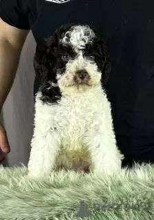 Photos supplémentaires: Lagotto Romagnolo MAGNIFIQUES chiots