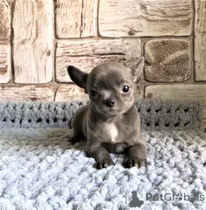 Photos supplémentaires: Chiot à vendre chihuahua blanc et bleu