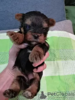 Photo №4. Je vais vendre biewer yorkshire terrier, yorkshire terrier en ville de Vilnius. annonce privée, éleveur - prix - 450€