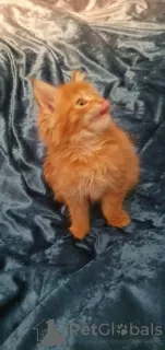 Photo №3. Chatons Maine Coon de race Pedigree disponibles maintenant. Pays Bas