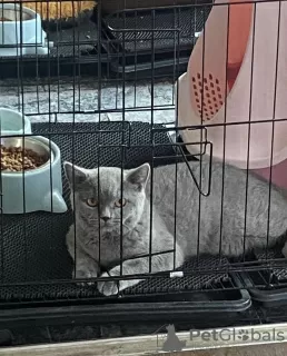 Photo №1. british shorthair - à vendre en ville de Франкфурт-на-Майне | 250€ | Annonce № 101667