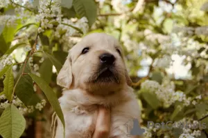 Photo №2 de l'annonce № 49068 de la vente golden retriever - acheter à Fédération de Russie éleveur