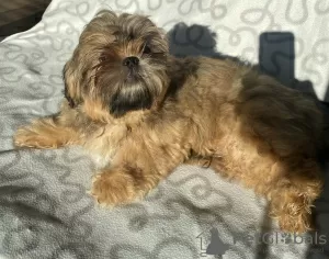 Photo №1. shih tzu - à vendre en ville de Ozorków | 287€ | Annonce №35916