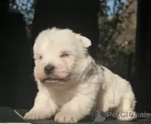 Photos supplémentaires: Chiots West Highland White Terrier filles