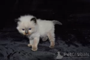 Photo №3. Chatons Ragdoll à vendre. Allemagne