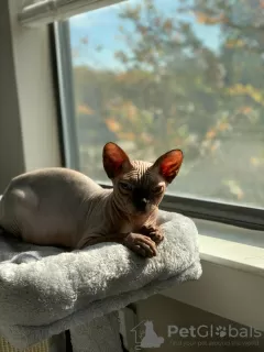 Photo №1. sphynx - à vendre en ville de Даллас | négocié | Annonce № 82417