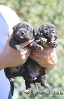 Photo №2 de l'annonce № 64321 de la vente cane corso - acheter à Serbie 