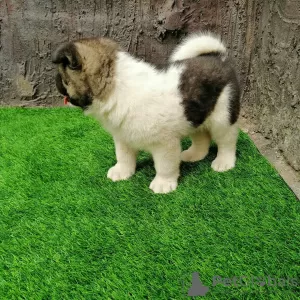 Photo №4. Je vais vendre akita (chien) en ville de Невада.  - prix - 394€