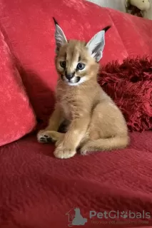 Photo №1. caracal - à vendre en ville de Belgrade | 300€ | Annonce № 98351