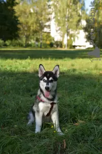 Photos supplémentaires: chiots husky sibérien