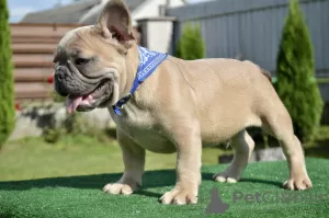 Photos supplémentaires: Chiots bouledogue français