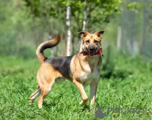 Photo №1. chien bâtard - à vendre en ville de Москва | Gratuit | Annonce №107332