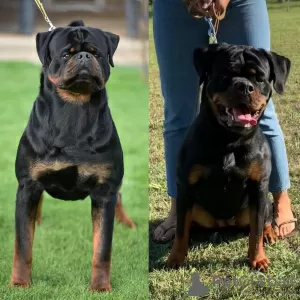 Photos supplémentaires: Chiots Rottweiler, portée supérieure