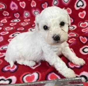 Photo №1. bichon à poil frisé - à vendre en ville de Charleroi | 151€ | Annonce №75560