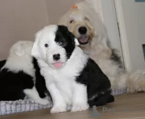 Photos supplémentaires: Les chiots Old English Sheepdog