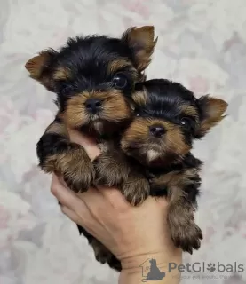 Photo №1. yorkshire terrier - à vendre en ville de Lazise | 350€ | Annonce №81113