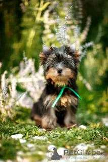 Photos supplémentaires: Je propose à la vente des chiots yorkshire terrier