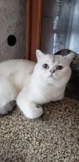 Photo №4. Je vais vendre british shorthair en ville de Nikopol. de la fourrière - prix - 272€