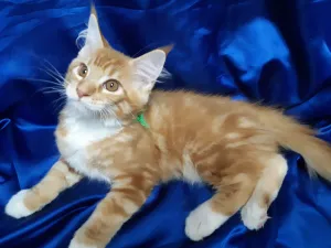 Photo №1. maine coon - à vendre en ville de Izhevsk | négocié | Annonce № 6782