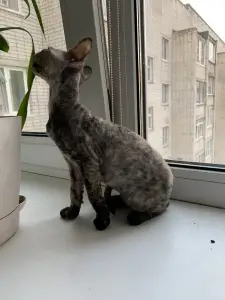 Photo №2 de l'annonce № 2186 de la vente devon rex - acheter à Fédération de Russie annonce privée