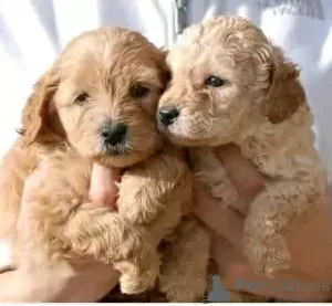 Photo №1. labradoodle - à vendre en ville de Seven Hills | 300€ | Annonce №71709