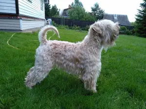 Photos supplémentaires: Irish Soft Coated Wheaten Terrier